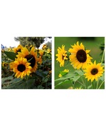 200 Seeds Gold Rush Sunflower Seeds (120cm Tall) Garden Seeds - £25.15 GBP