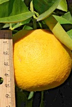 10 Gou Tou Sour Orange Seeds Citrus Aurantium Gou Tou Fresh USA Fast Shipping - $14.90