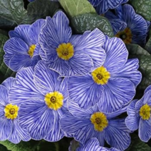 Evening Primrose Zebra Blue Evening Primrose Bonsai - 100 Seeds - $8.91