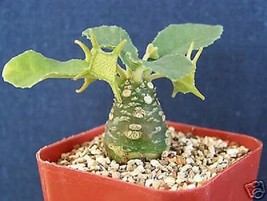 Dorstenia ssp exotic caudex bonsai cactus rare succulent aloe plant cacti 2&quot; pot - £11.76 GBP