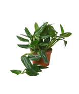 Monstera &#39;Standeleyana Albo Variegated&#39;-6&quot; Pot - $2,515.26 MXN