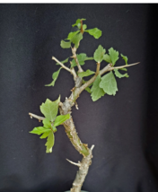 Commiphora wightii, guggul fragrant resin bonsai rare myrrh tree plant  5 seeds - £11.79 GBP