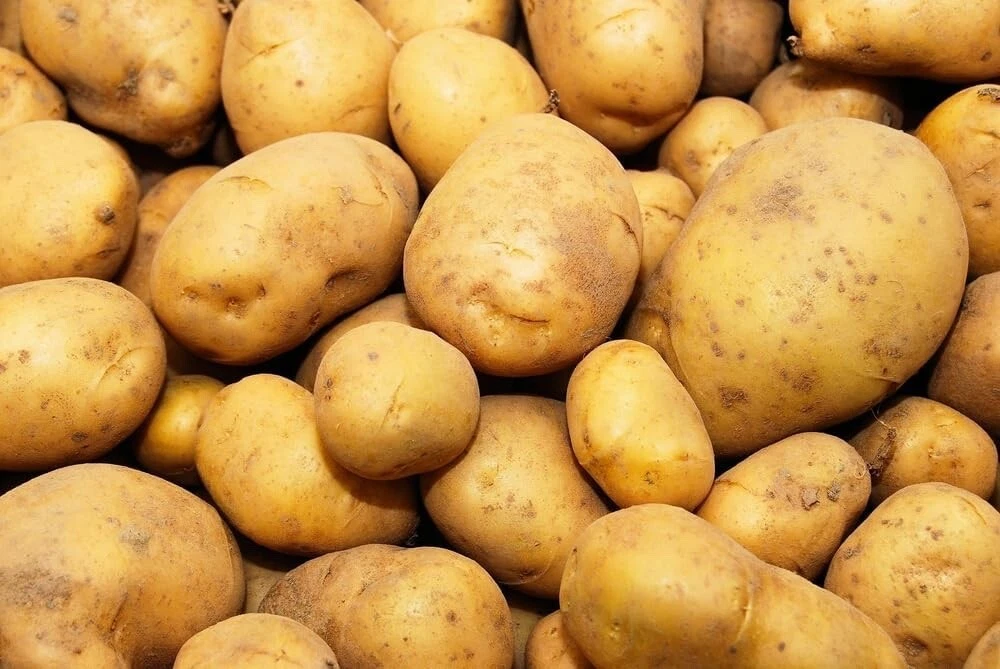 Kennebec Seed Potatos for Planting (2 pounds) - €37,03 EUR