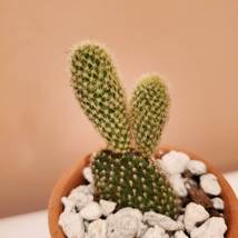 Bunny Ears Cactus in terra cotta planter, 2 inch live plant, Opuntia microdasys image 4