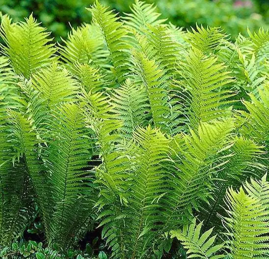 20 Tennessee Ostrich Glade Fern Rhizomes/Roots Matteuccia struthiopteris - $83.55
