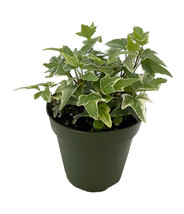 4&quot; Pot - Glacier English Ivy - Hedera - Easy to Grow, Indoors - £30.55 GBP