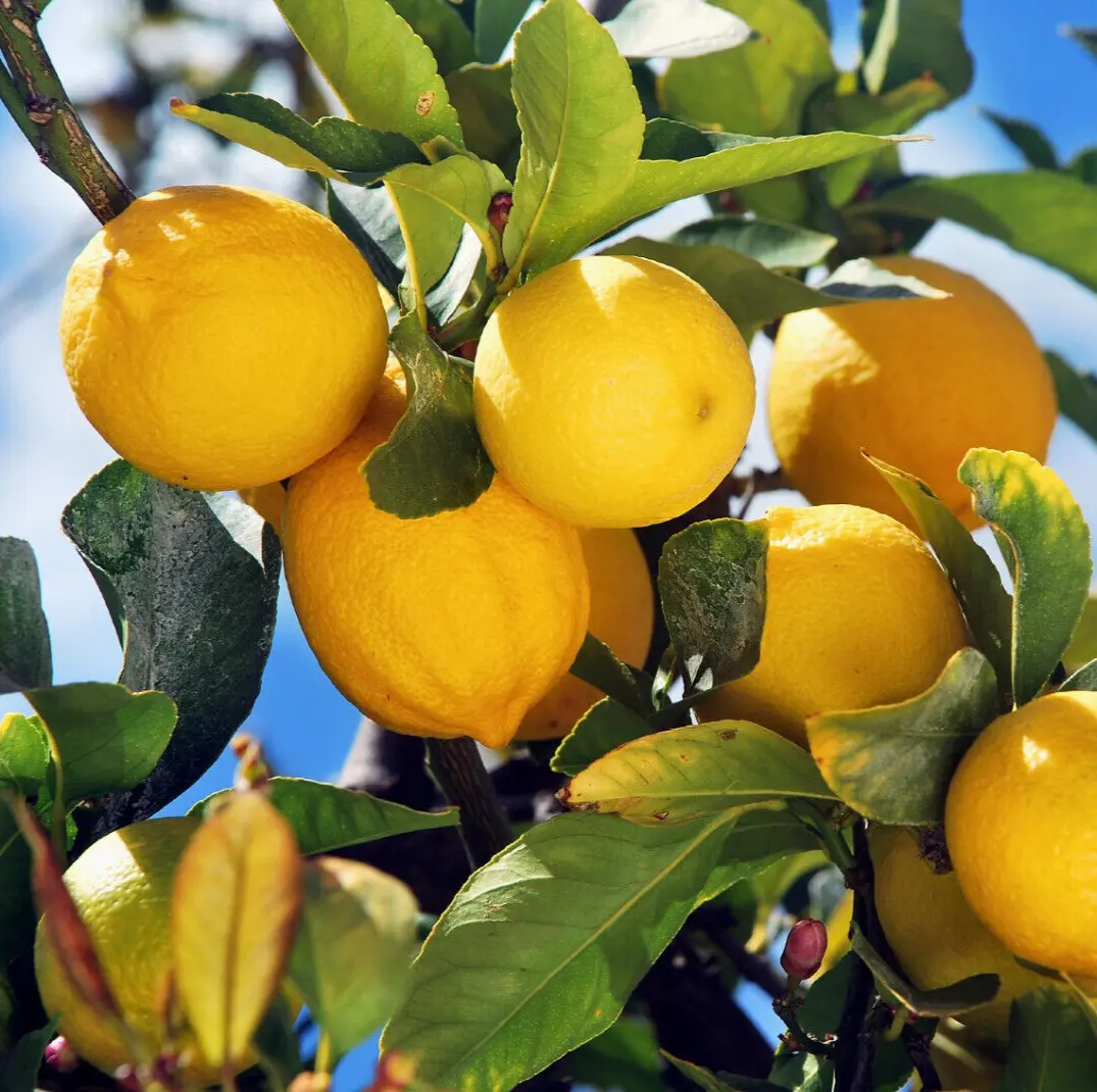 Bearss Lemon Tree/Bush 12-15&quot; Tall Live Citrus Plant 5&quot; - £78.76 GBP
