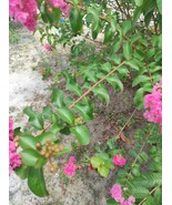 100 Crape Myrtle (Lagerstroemia indica) – Red Flower Seeds Hardy Ornamen... - $100.45 MXN