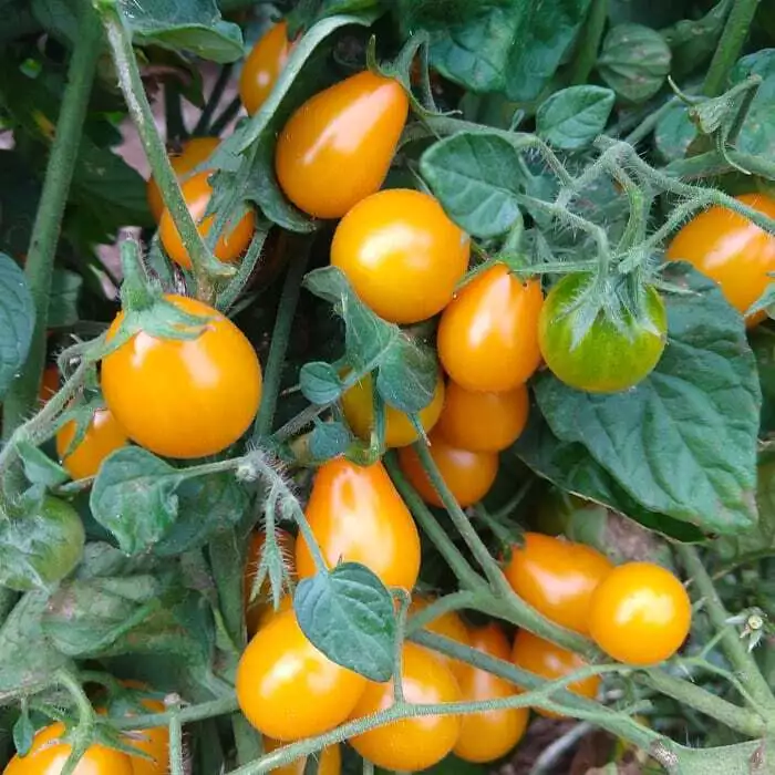 Flaming Burst Tomato Seeds Heirloom Organic - £3.05 GBP