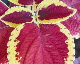 100 Rainbow Coleus Seeds F4024-18 Gardening USA SELLER - £9.47 GBP