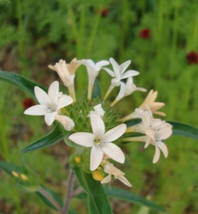 RAFHSTORE 100 Large Flowered Phlox Collomia Grandiflora Flower Seeds US SEEDS - £8.48 GBP