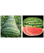 Lazy Melon King Watermelon Bonsai red Meat Garden Balcony Potted 40 pcs ... - £15.92 GBP