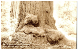 Zs-128 Burl growth Muir Woods National Monument California RPPC Postcard - £11.55 GBP