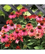 50 Santa Fe Coneflower Seeds Echinacea Perennial Flowers Flower Easy To ... - $242.60 MXN