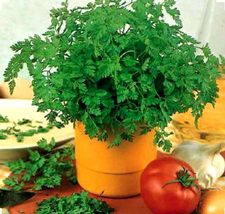 350 Chervil Seeds -Culinary and Medicinal - NON-GMO,Organic - £2.40 GBP