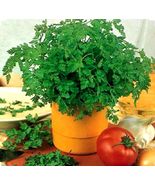 350 Chervil Seeds -Culinary and Medicinal - NON-GMO,Organic - £2.27 GBP