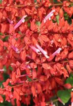 FREE SHIPPING 50 Red Lipstick Salvia Seeds Flower Seed Perennial Flowers Bee - £13.79 GBP