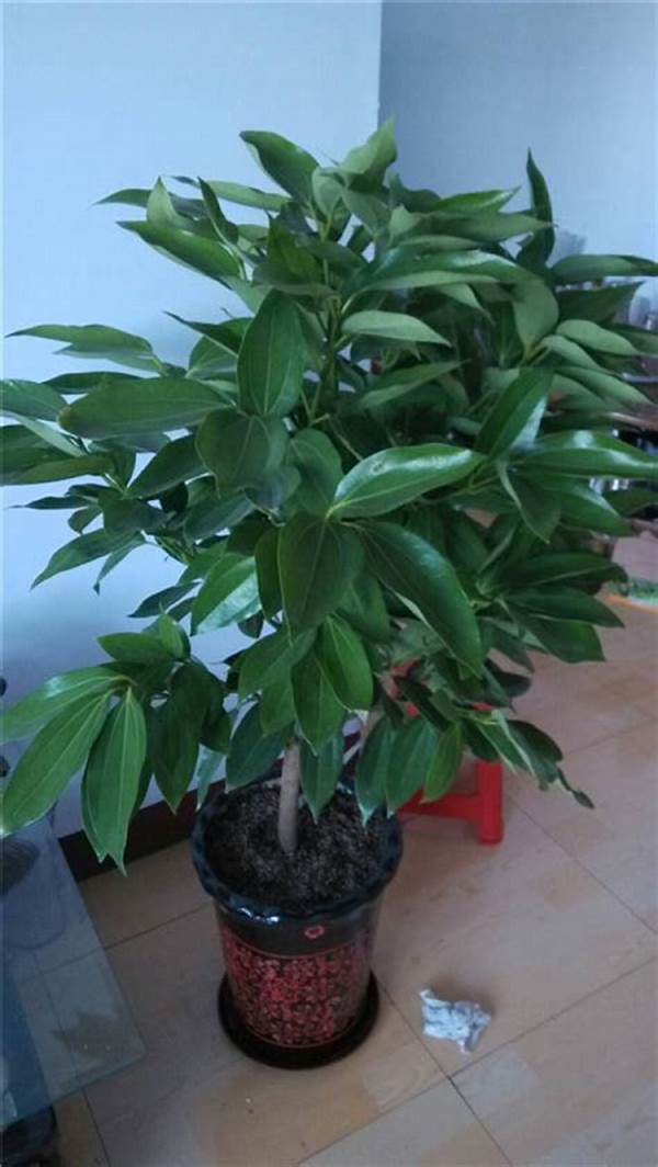 Green Tree cinnamon, indoor 6pcs SEEDS D