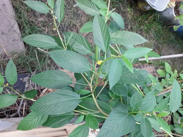 300 Seeds Egyptian Spinach Corchorus Olitorius Jew Mallow Jute Ewedu Non G - £6.93 GBP