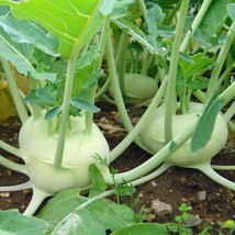 500 seeds Kohlrabi White Vienna Grow Gardens Swiftly with Heirloom Seeds - $8.35