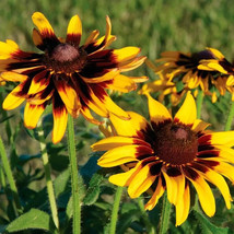 HS  200+ CHSrry Yellow Gloriosa Black-Eyed SUSAn Daisy Seeds - Fast Shipping! - £5.20 GBP