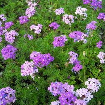 USA SELLER New Purple Moss Verbena Flower Seeds Perennial Groundcover Verbena Te - £10.83 GBP