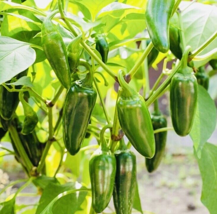 Fresh Harvest Hot Jalapeño Pepper Seeds Variety New Fresh  - $3.98