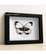 Real Rain Forest Butterfly Perrhybris Pamela Framed Entomology Shadowbox - $54.00