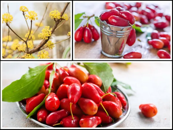 Fresh 20 Cornelian Cherry Fruit Tree Seeds Edible Dogwood Berry Shrub - £8.54 GBP