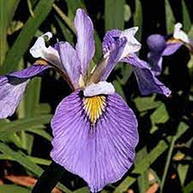 Enfant Prodig Iris  (Iris versata) Aquatic Pond Live Plant  SUPER PRICE!... - $13.85
