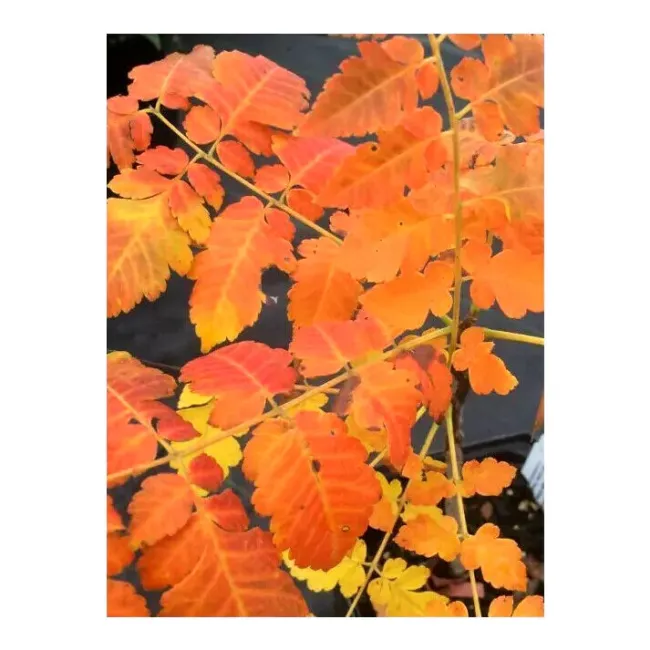 10 Dwarf Golden Rain Tree Seeds Koelreuteria Paniculata Nana &#39;Beachmaster&#39; Fresh - £9.41 GBP