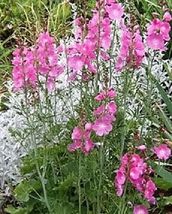 50 Pcs Pink Checkermallow Flower Seeds #MNSB - £11.98 GBP