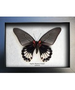 Great Mormon Papilio memnon Female Real Butterfly Entomology Collectible... - $79.99
