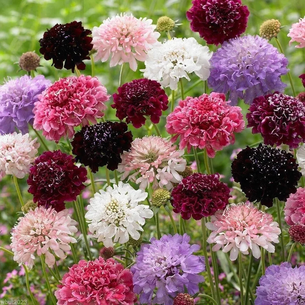 Pincushion Flower Scabiosa Mix Of Colors 200+ 2024 Seed Pkt Fresh Garden - £11.15 GBP