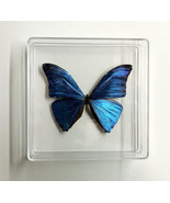 Blue Morpho Butterfly - $60.91 CAD