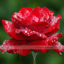 1 Professional Pack, 50 seeds / pack, Hardy Water Red Rose Seed #NF443 - $9.96