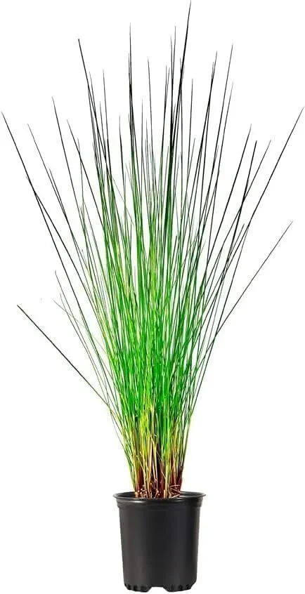 Muhly Grass Pink Live Quart Size Plants Muhlenbergia Capillaris Hairawn - £32.54 GBP