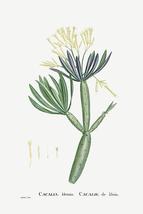 Cacalia Kleinia (Canary Islands Candle Plant) 1799 Pierre Joseph Redoute... - $11.99