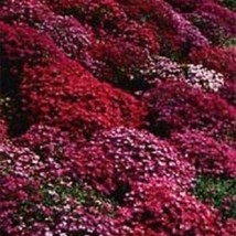 USA Seller 50 Red Aubrieta Rock Cress Perennial Flower Seeds Fast Shipping - £16.08 GBP