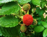 Thimbleberry-Potted Plants-Rubus parviflorus Native Richer Flavor Than R... - $22.72+