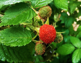 Thimbleberry-Potted Plants-Rubus parviflorus Native Richer Flavor Than Raspberry - $22.72+