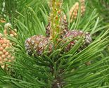 25 Seeds Mugo Pine - £7.82 GBP