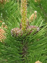 25 Seeds Mugo Pine - £7.78 GBP