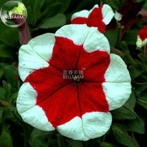 Petunia Five Pointed Star Red White Flower Seeds 200 Seeds Pack Bonsai Flowers G - $10.87