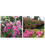 Coral Vine Antigonon leptopus SMALL Rooted Starter Plant - $39.99