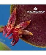 TRICHOSALPINX ORBICULARIS SMALL ORCHID POTTED - $33.00