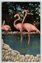 Pink Flamingos Florida Postcard Linen 1951 Wild Animal Ranch St. Petersburg - £7.60 GBP