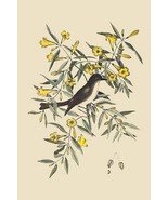 Pine Creeper by Mark Catesby - Art Print - £17.52 GBP+