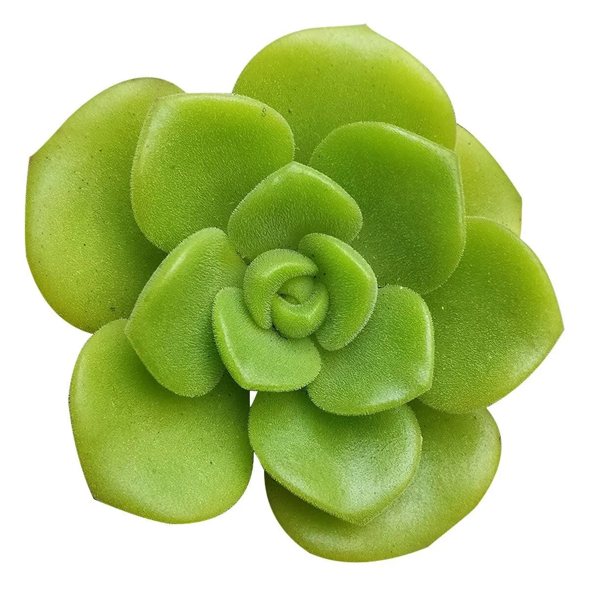 3 Cuttings Aeonium &#39;Lily Pad&#39; Rosette Succulent Plant  - $23.98