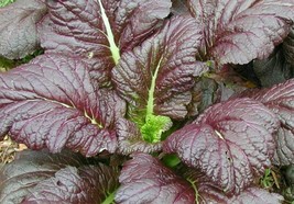 Mustard Seeds 300+ Giant Red Heat Tolerant Healthy Garden Greens From US - £6.50 GBP